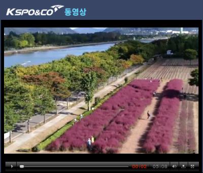 미사경정공원 핑크뮬리 및 코스모스 홍보 영상