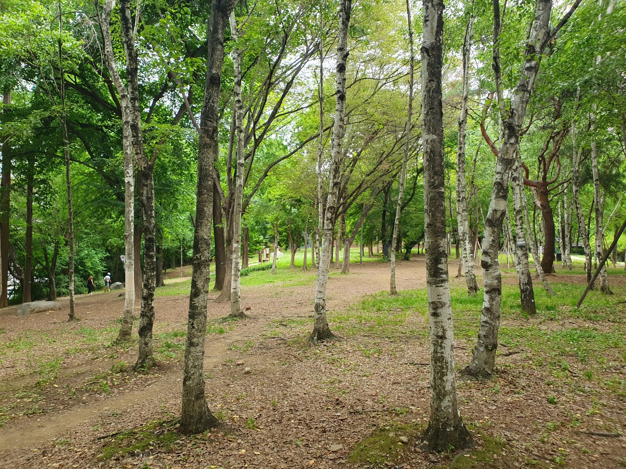조각의숲 자작나무 군락지 사진1